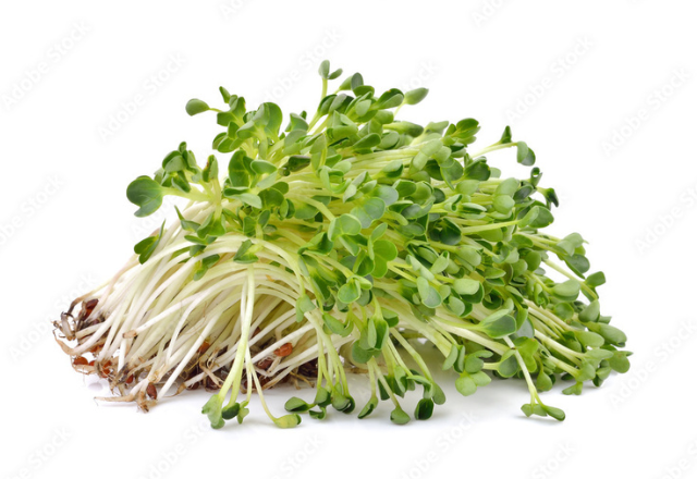 Amazing Alfalfa Sprouts Health Benefits